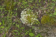 Woodland Stonecrop, Sedum ternatum