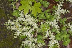 Woodland Stonecrop, Sedum ternatum