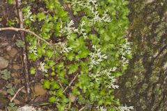 Woodland Stonecrop, Sedum ternatum