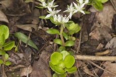 Woodland Stonecrop, Sedum ternatum