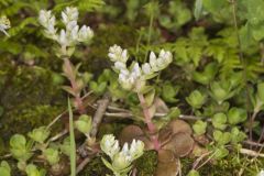 Woodland Stonecrop, Sedum ternatum