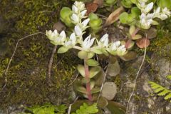 Woodland Stonecrop, Sedum ternatum