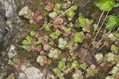 Woodland Stonecrop, Sedum ternatum