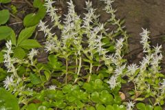 Woodland Stonecrop, Sedum ternatum