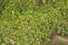 Woodland Stonecrop, Sedum ternatum
