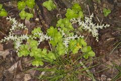 Woodland Stonecrop, Sedum ternatum Woodland Stonecrop, Sedum ternatum