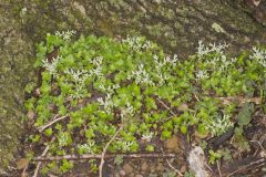 Woodland Stonecrop, Sedum ternatum