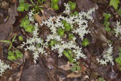 Woodland Stonecrop, Sedum ternatum