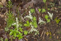Woodland Stonecrop, Sedum ternatum