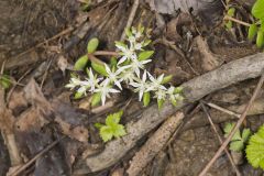 Woodland Stonecrop, Sedum ternatum