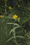 Woodland Sunflower, Helianthus divaricatus