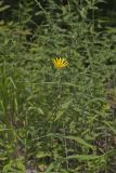 Woodland Sunflower, Helianthus divaricatus