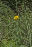 Woodland Sunflower, Helianthus divaricatus