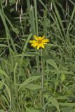 Woodland Sunflower, Helianthus divaricatus