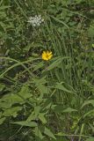 Woodland Sunflower, Helianthus divaricatus