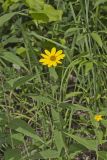 Woodland Sunflower, Helianthus divaricatus