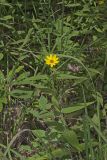 Woodland Sunflower, Helianthus divaricatus