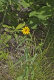 Woodland Sunflower, Helianthus divaricatus