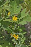 Woodland Sunflower, Helianthus divaricatus