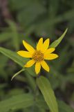 Woodland Sunflower, Helianthus divaricatus