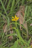 Woodland Sunflower, Helianthus divaricatus