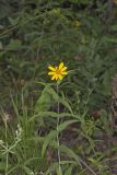 Woodland Sunflower, Helianthus divaricatus