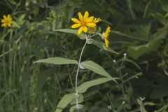 Woodland Sunflower, Helianthus divaricatus