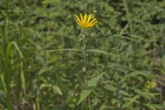 Woodland Sunflower, Helianthus divaricatus