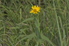 Woodland Sunflower, Helianthus divaricatus