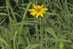 Woodland Sunflower, Helianthus divaricatus
