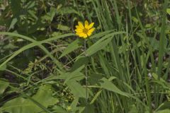 Woodland Sunflower, Helianthus divaricatus Woodland Sunflower, Helianthus divaricatus