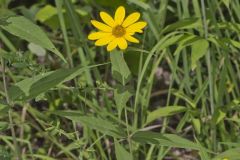 Woodland Sunflower, Helianthus divaricatus
