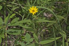 Woodland Sunflower, Helianthus divaricatus Woodland Sunflower, Helianthus divaricatus