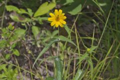 Woodland Sunflower, Helianthus divaricatus