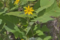 Woodland Sunflower, Helianthus divaricatus