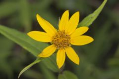 Woodland Sunflower, Helianthus divaricatus