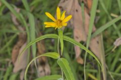 Woodland Sunflower, Helianthus divaricatus