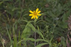 Woodland Sunflower, Helianthus divaricatus