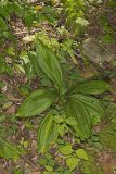 Wood's Bunchflower, Melanthium woodii