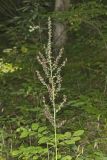 Wood's Bunchflower, Melanthium woodii