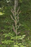 Wood's Bunchflower, Melanthium woodii