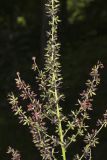Wood's Bunchflower, Melanthium woodii