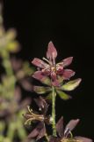 Wood's Bunchflower, Melanthium woodii