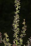 Wood's Bunchflower, Melanthium woodii