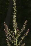 Wood's Bunchflower, Melanthium woodii
