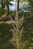 Wood's Bunchflower, Melanthium woodii