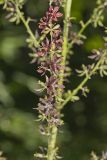 Wood's Bunchflower, Melanthium woodii