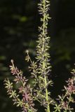 Wood's Bunchflower, Melanthium woodii