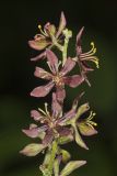 Wood's Bunchflower, Melanthium woodii