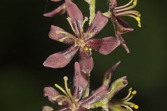 Wood's Bunchflower